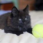 Gatina Asha - 9 semaines