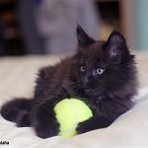 Gatina Asha - 9 semaines