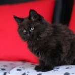 Gatina Asha - 9 semaines